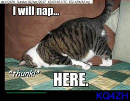 de_KQ4ZH-5-cat-will-nap