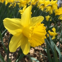 TZ FP Daffodils (Small)