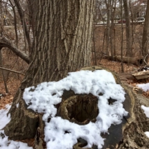 TZ FP Tree Stump (Medium)
