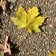 Yellow Leaf 11 2019